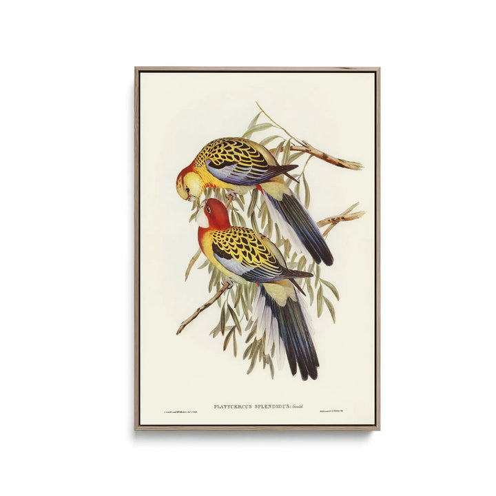 Splendid Parakeet (Platycercus splendidus) illustrated by Elizabeth Gould (1804–1841) - Stretched Canvas Print or Framed Fine Art Print - Artwork I Heart Wall Art Australia 