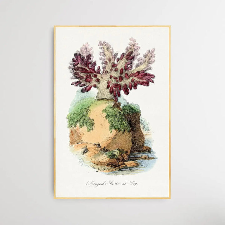 Spongode Coral by Paul Gervais - I Heart Wall Art