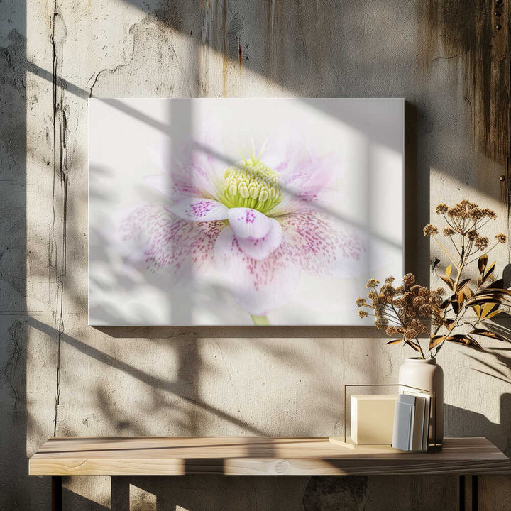 Spotted Pink Hellebore - Floral Photographic Stretched Canvas Poster or Fine Art Print