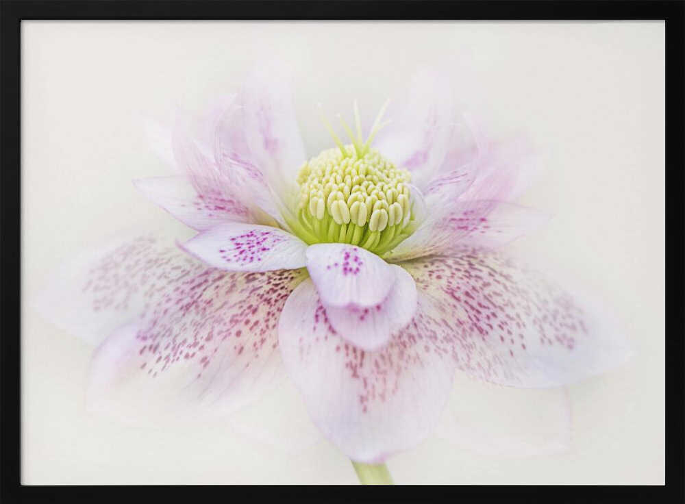 Spotted Pink Hellebore - Floral Photographic Stretched Canvas Poster or Fine Art Print