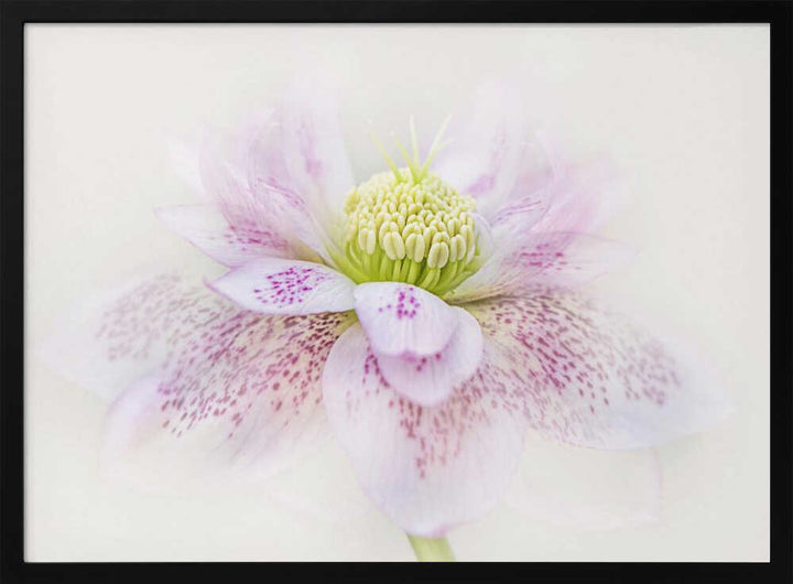 Spotted Pink Hellebore - Floral Photographic Stretched Canvas Poster or Fine Art Print
