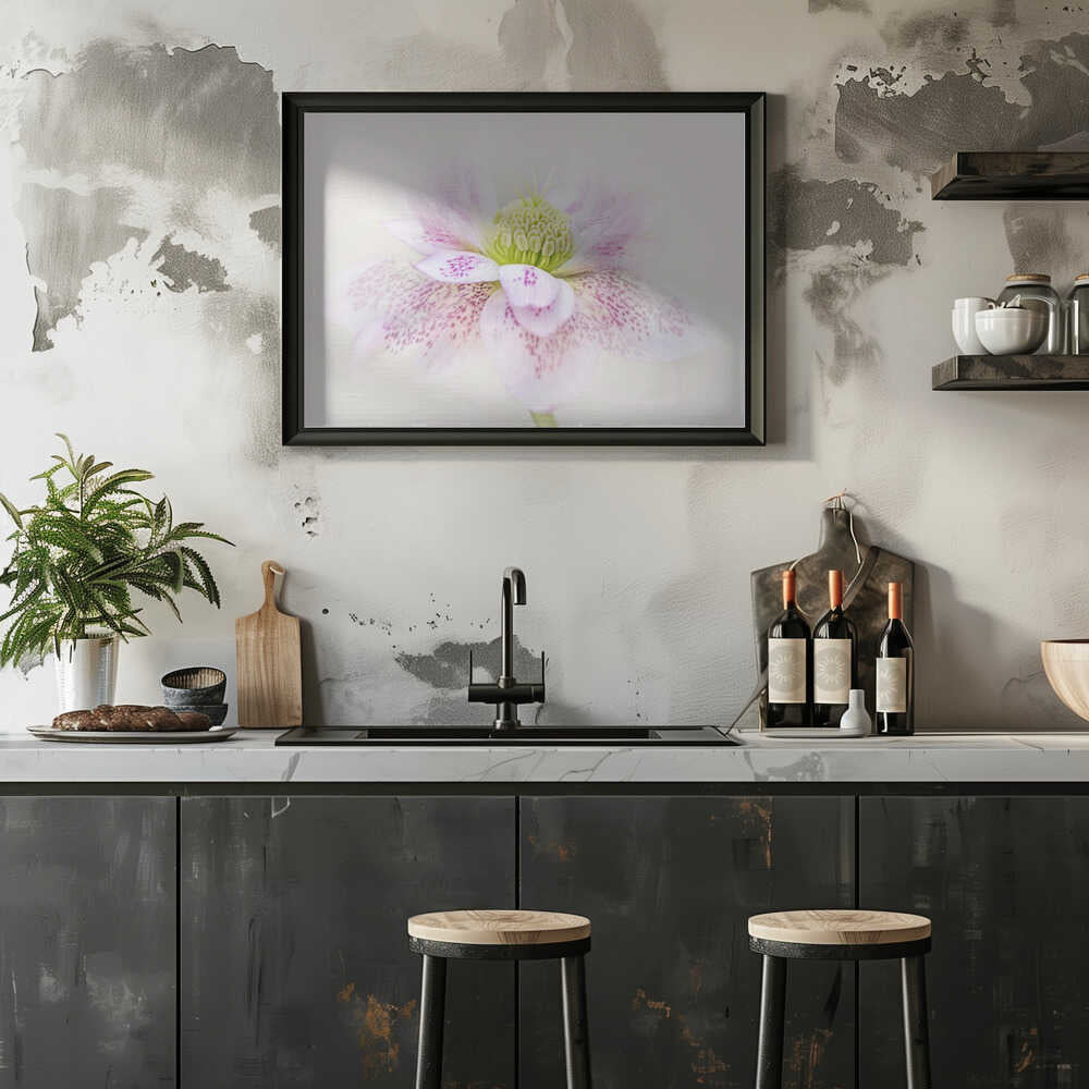 Spotted Pink Hellebore - Floral Photographic Stretched Canvas Poster or Fine Art Print