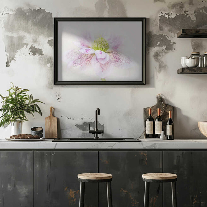 Spotted Pink Hellebore - Floral Photographic Stretched Canvas Poster or Fine Art Print