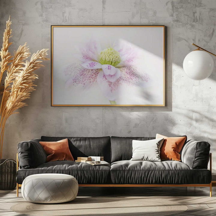 Spotted Pink Hellebore - Floral Photographic Stretched Canvas Poster or Fine Art Print