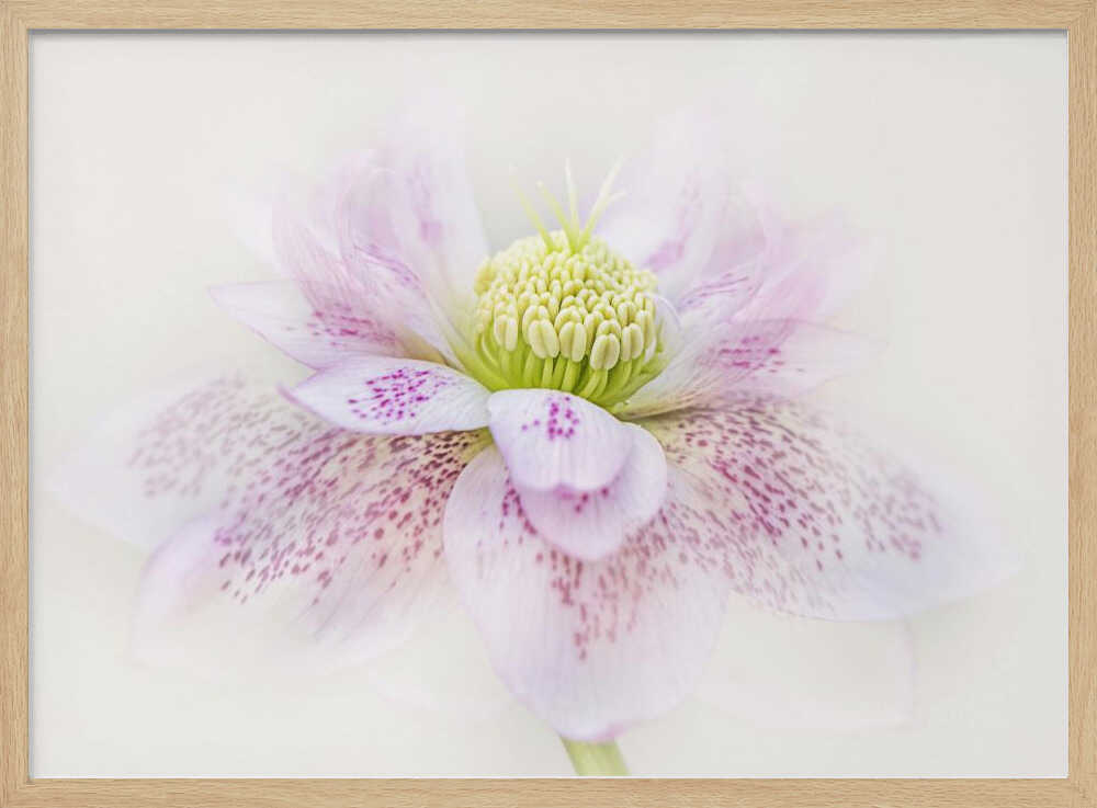 Spotted Pink Hellebore - Floral Photographic Stretched Canvas Poster or Fine Art Print