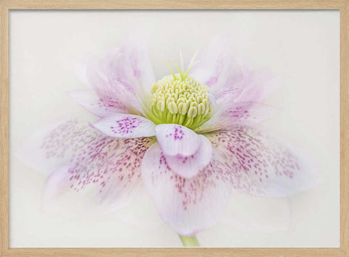 Spotted Pink Hellebore - Floral Photographic Stretched Canvas Poster or Fine Art Print