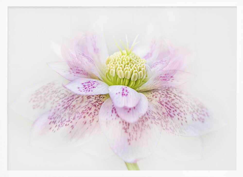 Spotted Pink Hellebore - Floral Photographic Stretched Canvas Poster or Fine Art Print
