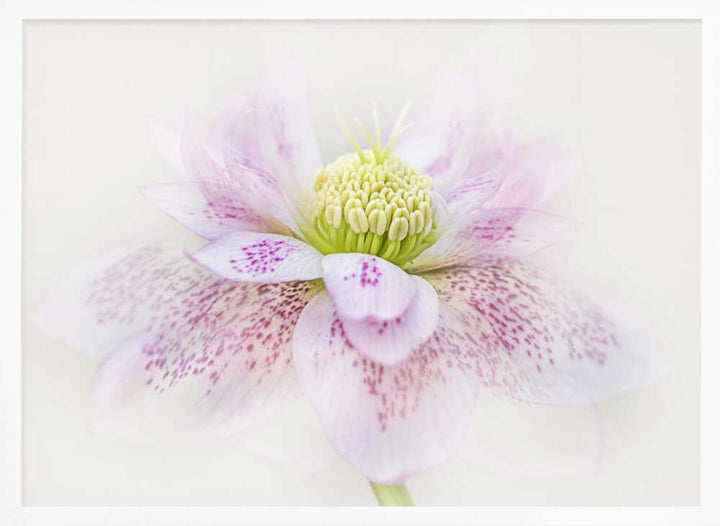 Spotted Pink Hellebore - Floral Photographic Stretched Canvas Poster or Fine Art Print