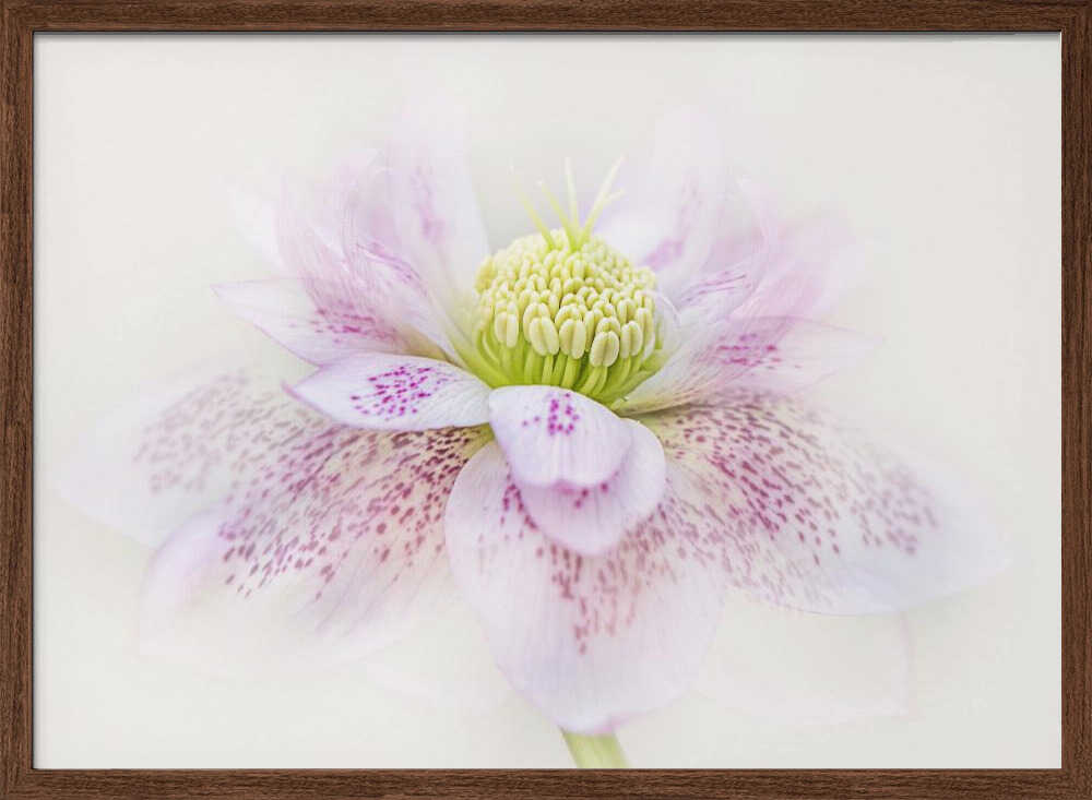 Spotted Pink Hellebore - Floral Photographic Stretched Canvas Poster or Fine Art Print