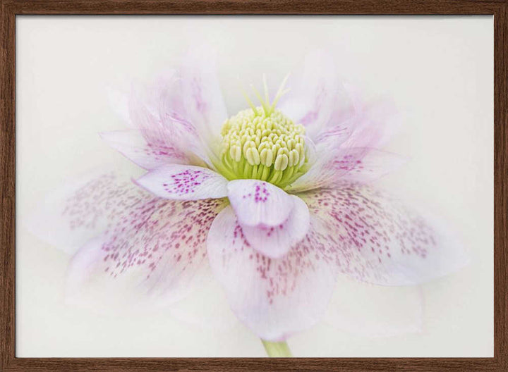 Spotted Pink Hellebore - Floral Photographic Stretched Canvas Poster or Fine Art Print