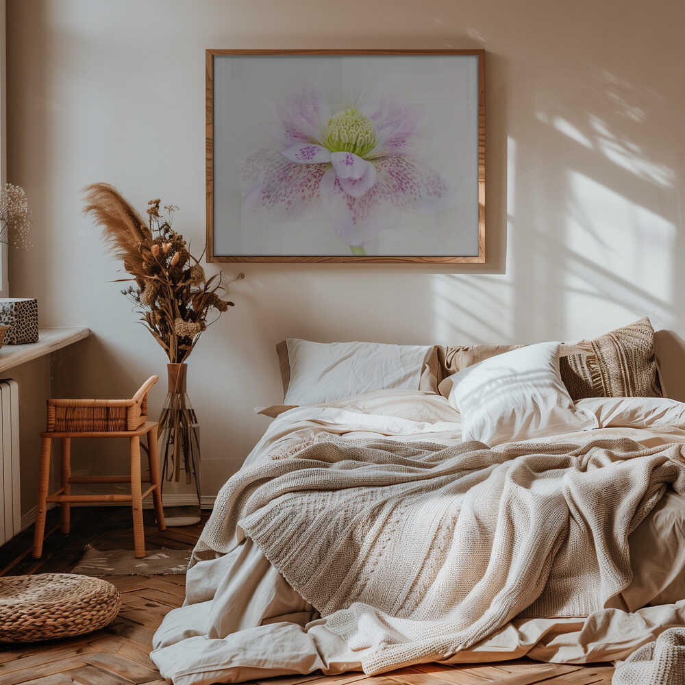 Spotted Pink Hellebore - Floral Photographic Stretched Canvas Poster or Fine Art Print