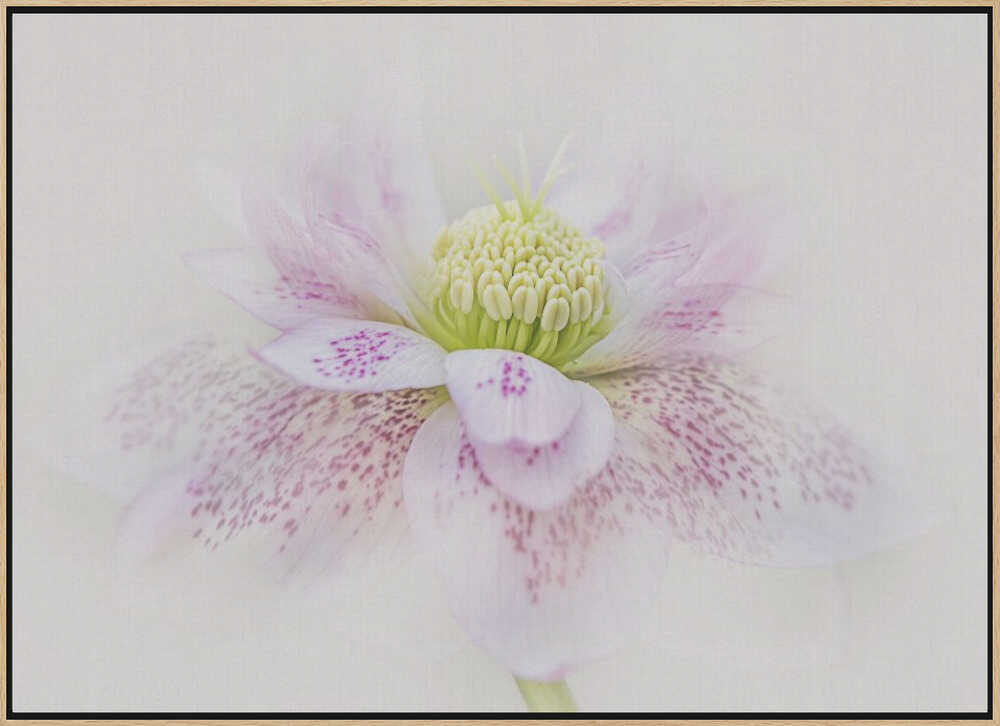 Spotted Pink Hellebore - Floral Photographic Stretched Canvas Poster or Fine Art Print