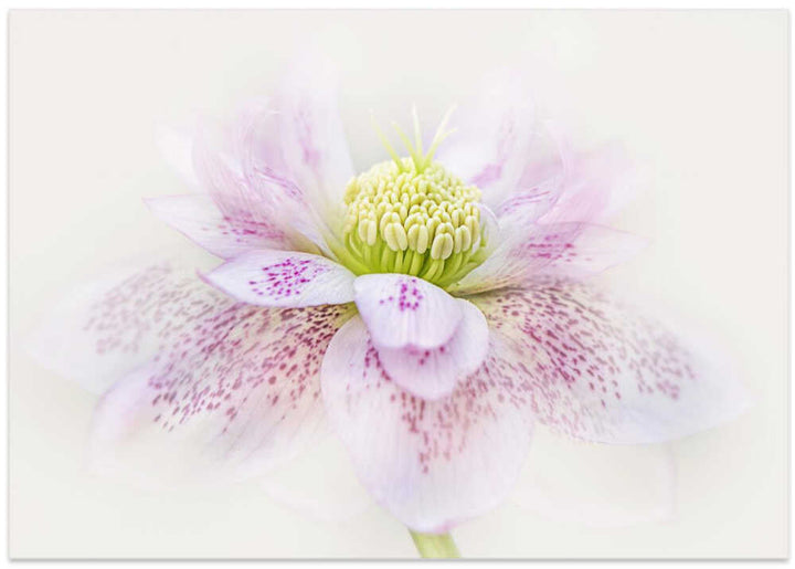Spotted Pink Hellebore - Floral Photographic Stretched Canvas Poster or Fine Art Print