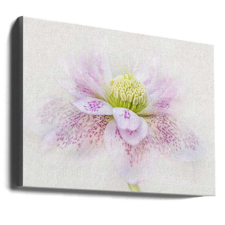 Spotted Pink Hellebore - Floral Photographic Stretched Canvas Poster or Fine Art Print