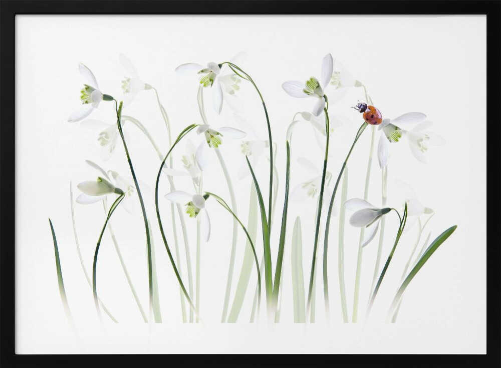 Spring Snowdrops Ladybug - Floral Photographic Stretched Canvas Poster or Fine Art Print