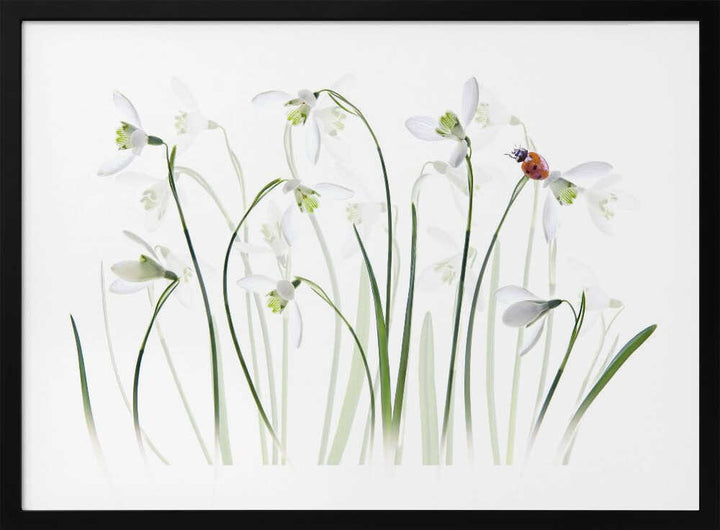 Spring Snowdrops Ladybug - Floral Photographic Stretched Canvas Poster or Fine Art Print