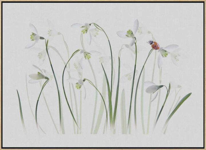 Spring Snowdrops Ladybug - Floral Photographic Stretched Canvas Poster or Fine Art Print