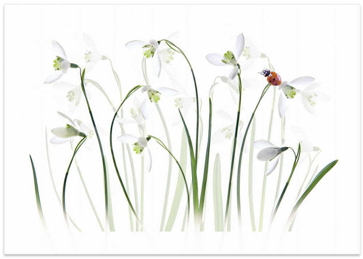 Spring Snowdrops Ladybug - Floral Photographic Stretched Canvas Poster or Fine Art Print
