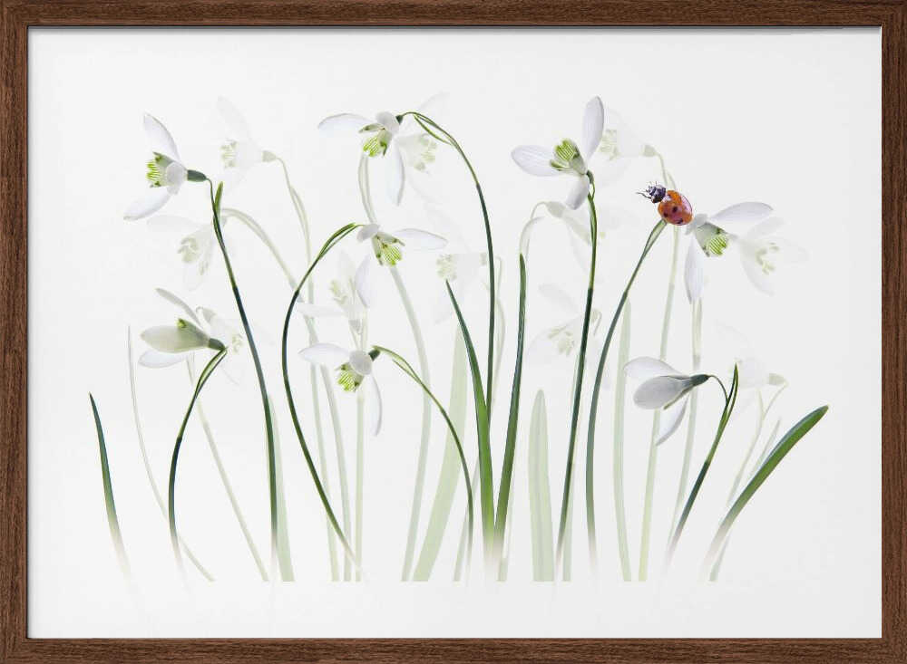 Spring Snowdrops Ladybug - Floral Photographic Stretched Canvas Poster or Fine Art Print