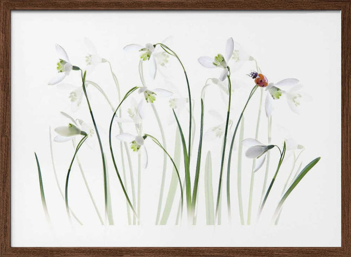 Spring Snowdrops Ladybug - Floral Photographic Stretched Canvas Poster or Fine Art Print