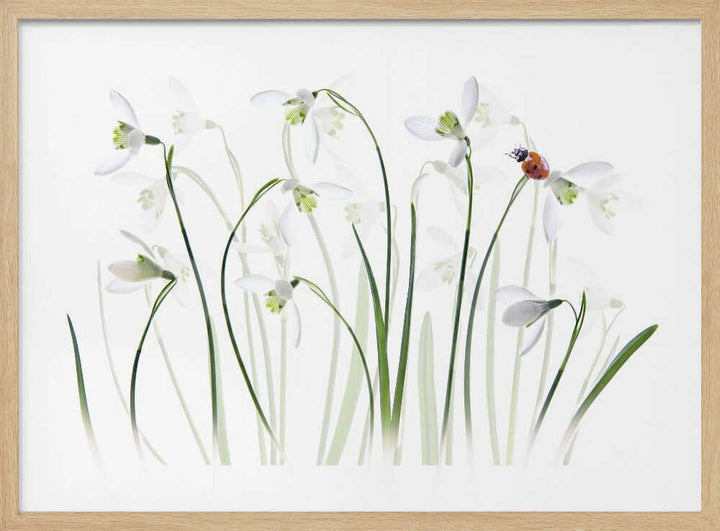 Spring Snowdrops Ladybug - Floral Photographic Stretched Canvas Poster or Fine Art Print