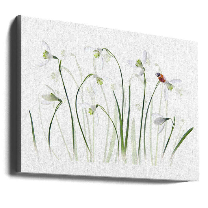 Spring Snowdrops Ladybug - Floral Photographic Stretched Canvas Poster or Fine Art Print