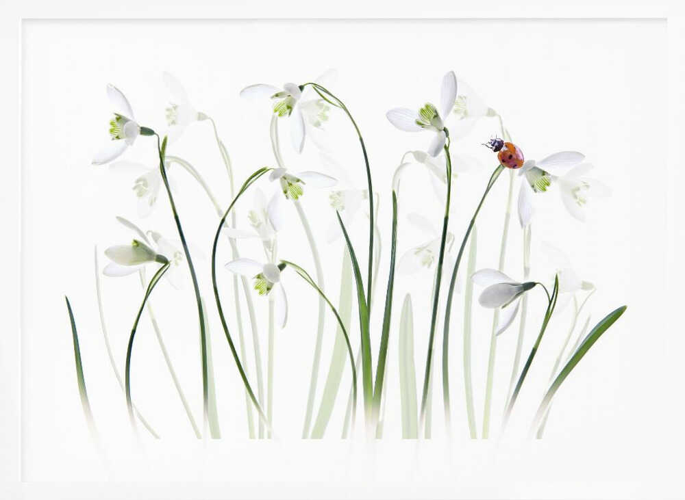 Spring Snowdrops Ladybug - Floral Photographic Stretched Canvas Poster or Fine Art Print