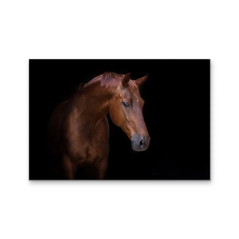 Stallion - Horse Against Black Stretched Canvas Print or Framed Fine Art Print I Heart Wall Art Australia