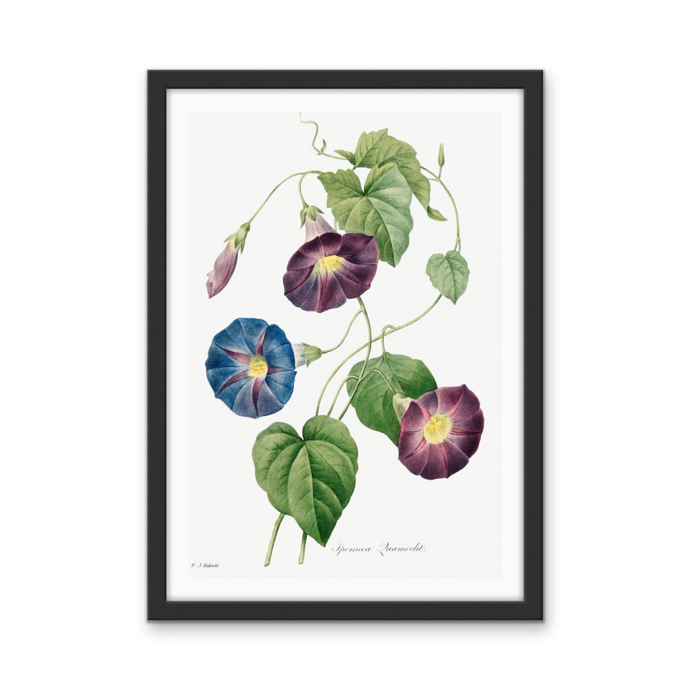 Star - Glory Morning–Glory (1827) by Pierre - Joseph Redouté and Henry Joseph Redouté - Stretched Canvas or Wall Art Print - I Heart Wall Art - Poster Print, Canvas Print or Framed Art Print