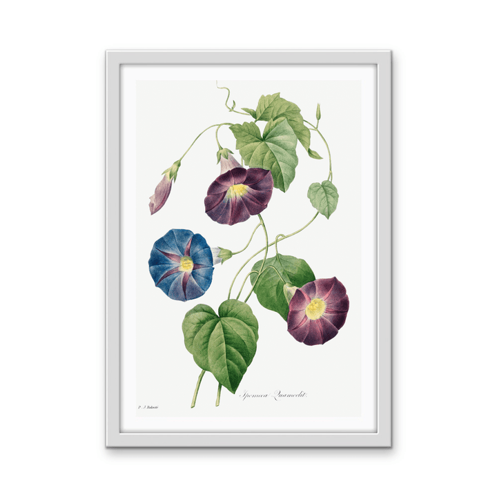 Star - Glory Morning–Glory (1827) by Pierre - Joseph Redouté and Henry Joseph Redouté - Stretched Canvas or Wall Art Print - I Heart Wall Art - Poster Print, Canvas Print or Framed Art Print