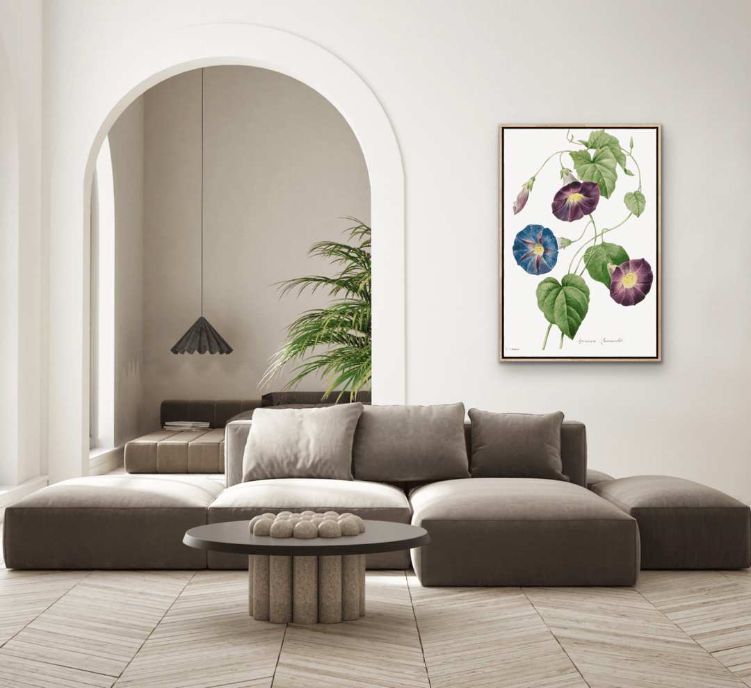 Star - Glory Morning–Glory (1827) by Pierre - Joseph Redouté and Henry Joseph Redouté - Stretched Canvas or Wall Art Print - I Heart Wall Art - Poster Print, Canvas Print or Framed Art Print
