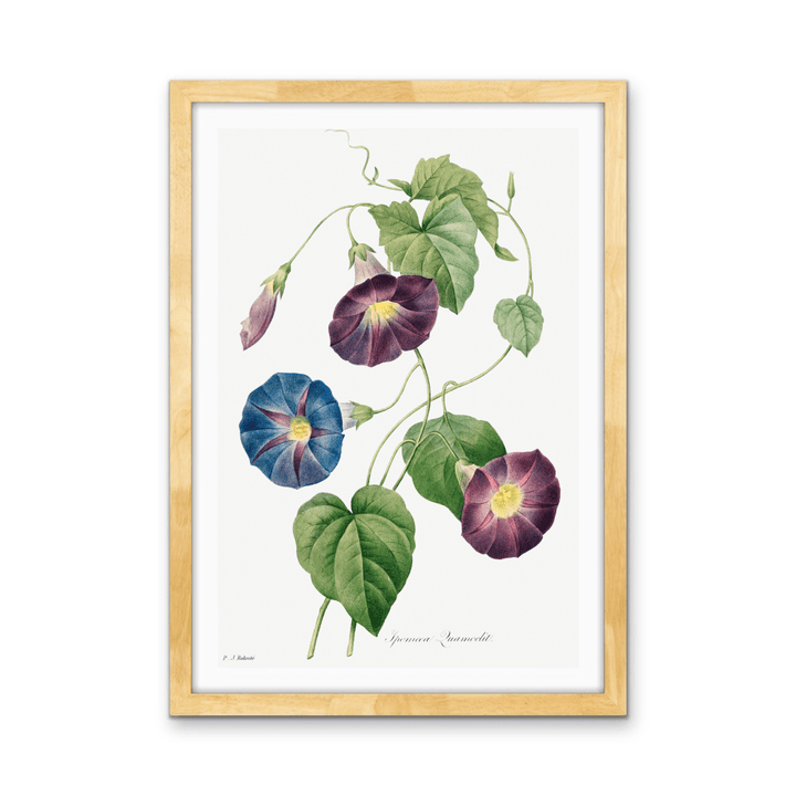 Star - Glory Morning–Glory (1827) by Pierre - Joseph Redouté and Henry Joseph Redouté - Stretched Canvas or Wall Art Print - I Heart Wall Art - Poster Print, Canvas Print or Framed Art Print