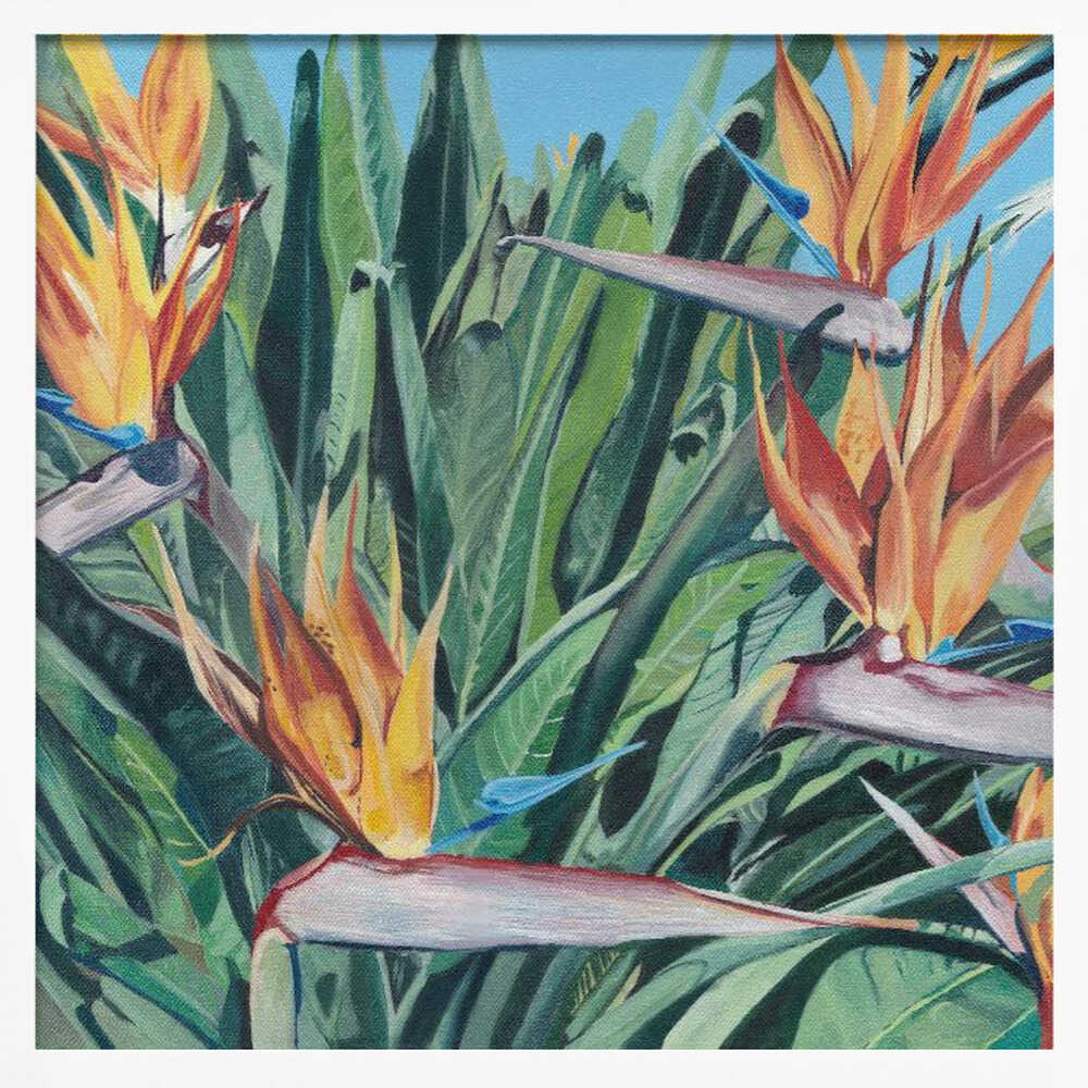 Stelitzia 3 By Viccy Wanliss - Square Stretched Canvas, Poster or Fine Art Print - I Heart Wall Art - Poster Print, Canvas Print or Framed Art Print