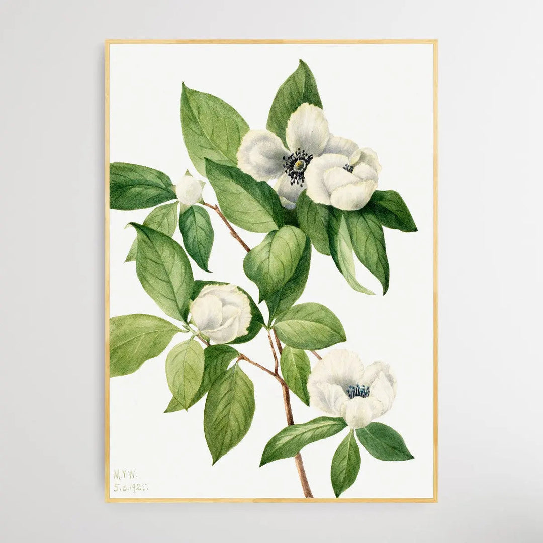 Stewartia malachodendron (1925) by Mary Vaux Walcott I Heart Wall Art Australia 