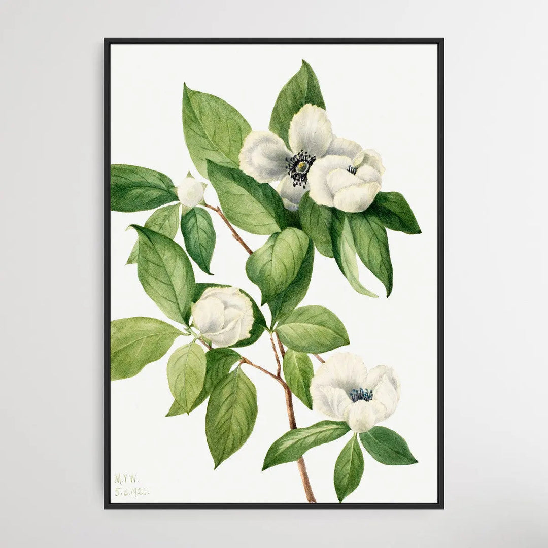 Stewartia malachodendron (1925) by Mary Vaux Walcott I Heart Wall Art Australia 