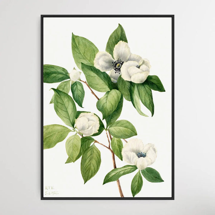 Stewartia malachodendron (1925) by Mary Vaux Walcott I Heart Wall Art Australia 