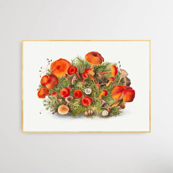 Study of Mushrooms (1880) by Mary Vaux Walcott I Heart Wall Art Australia 