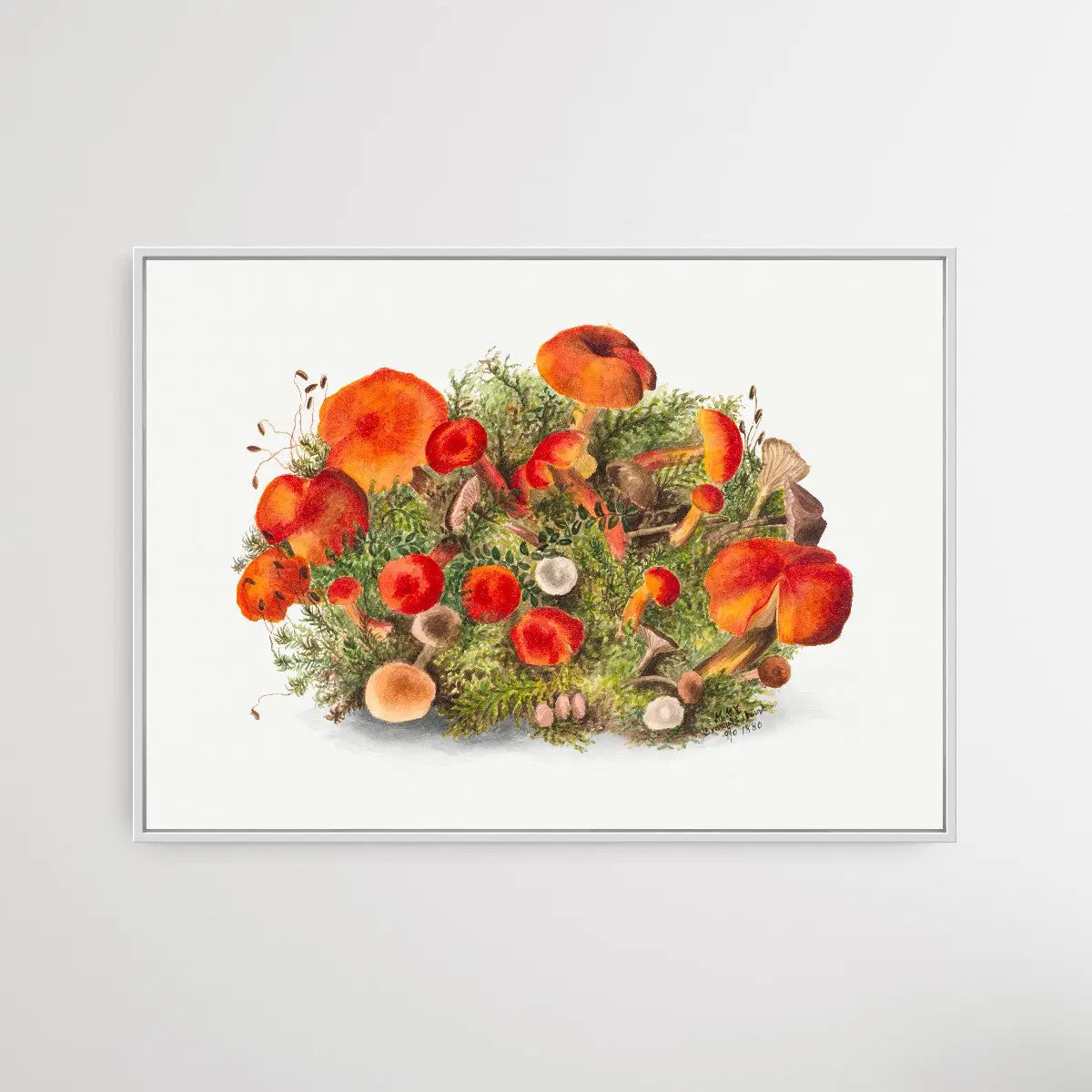 Study of Mushrooms (1880) by Mary Vaux Walcott I Heart Wall Art Australia 