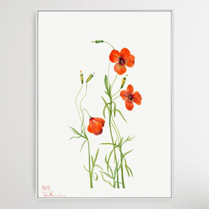 Stewartia malachodendron (1925) by Mary Vaux Walcott I Heart Wall Art Australia 