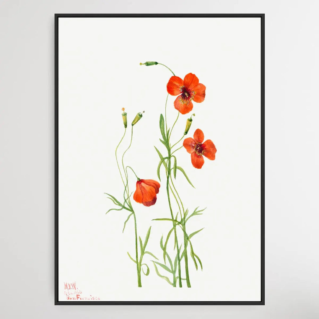 Stewartia malachodendron (1925) by Mary Vaux Walcott I Heart Wall Art Australia 