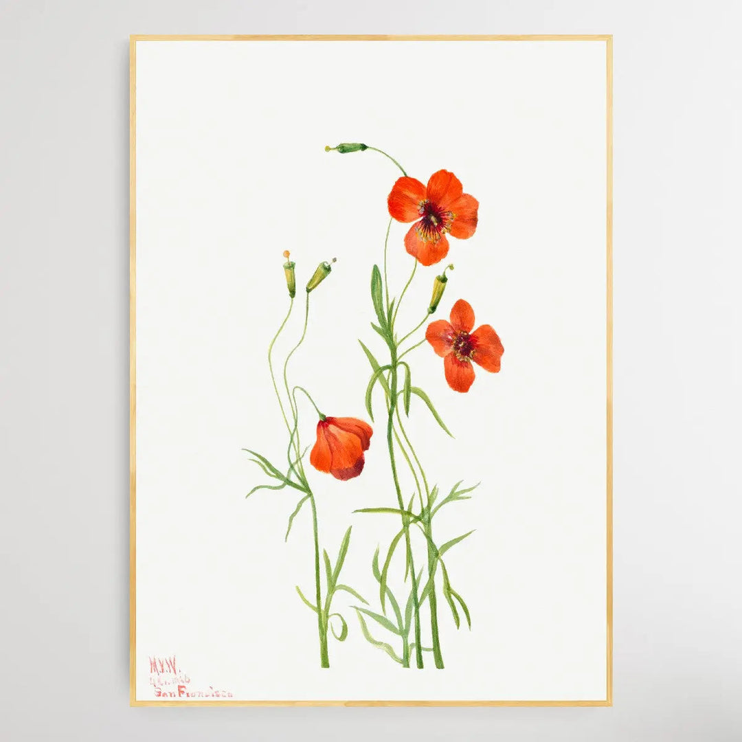 Stewartia malachodendron (1925) by Mary Vaux Walcott I Heart Wall Art Australia 
