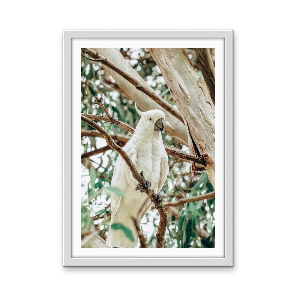 Sulphur Crested Cockatoo - Stretched Canvas, Poster or Fine Art Print - I Heart Wall Art - Poster Print, Canvas Print or Framed Art Print