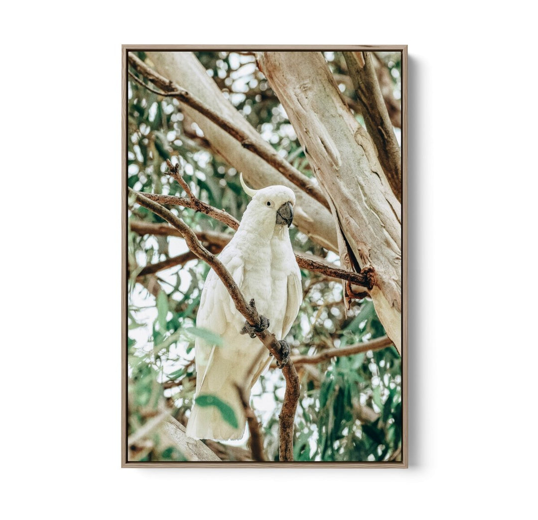 Sulphur Crested Cockatoo - Stretched Canvas, Poster or Fine Art Print - I Heart Wall Art - Poster Print, Canvas Print or Framed Art Print