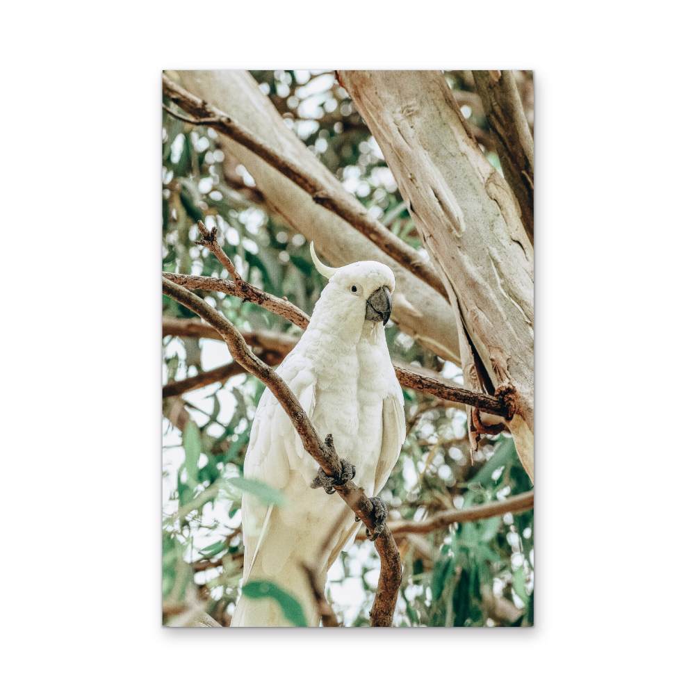 Sulphur Crested Cockatoo - Stretched Canvas, Poster or Fine Art Print - I Heart Wall Art - Poster Print, Canvas Print or Framed Art Print