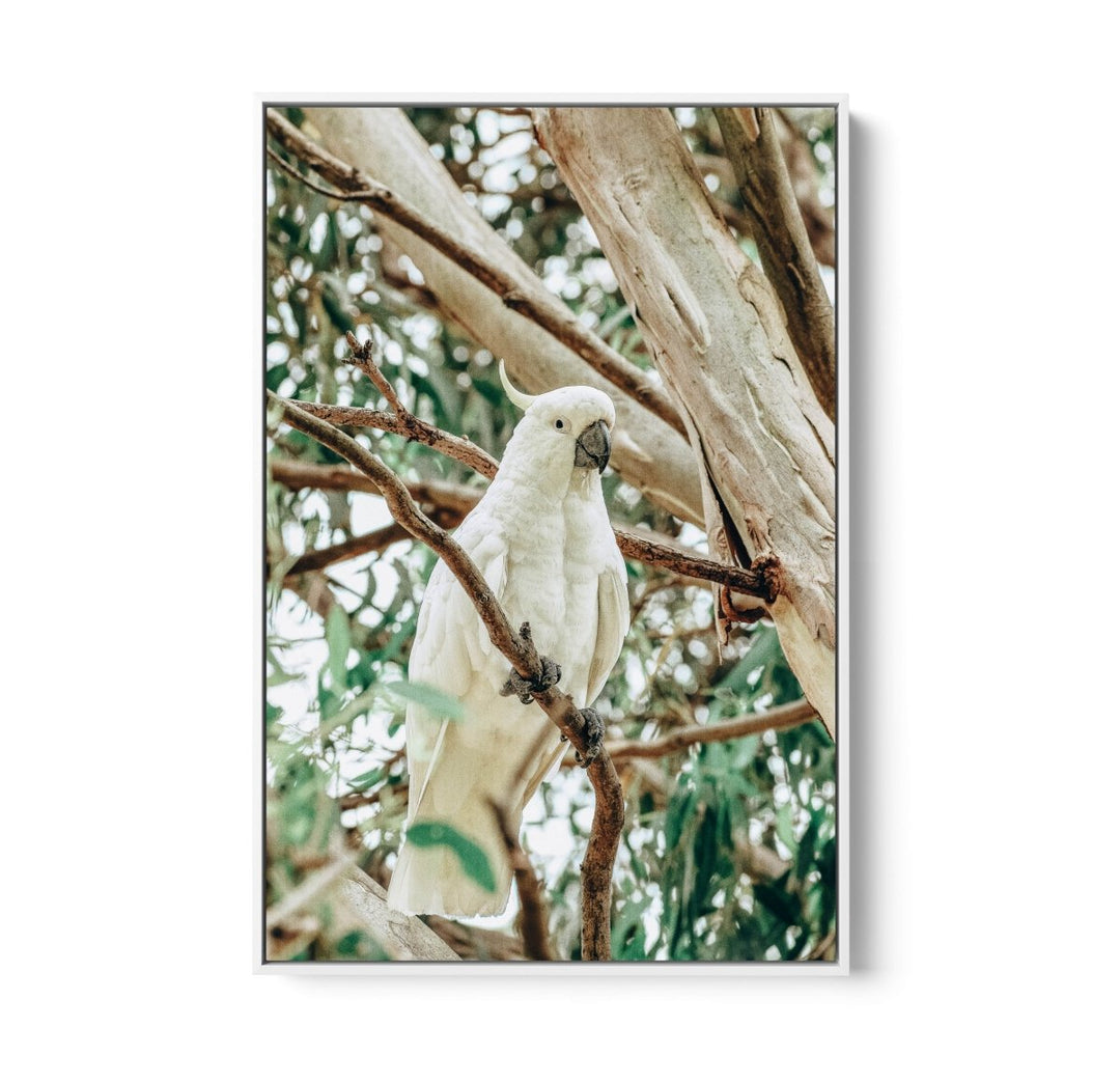 Sulphur Crested Cockatoo - Stretched Canvas, Poster or Fine Art Print - I Heart Wall Art - Poster Print, Canvas Print or Framed Art Print