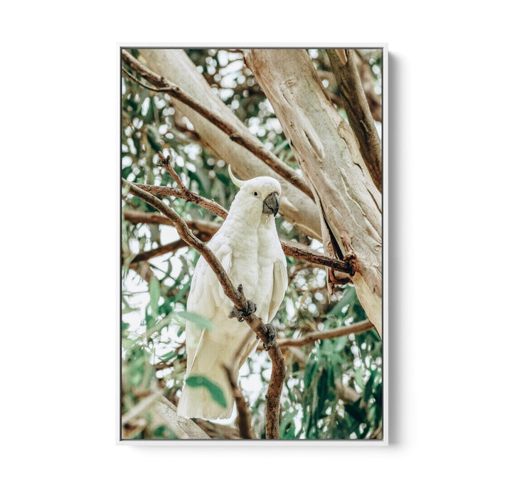 Sulphur Crested Cockatoo - Stretched Canvas, Poster or Fine Art Print - I Heart Wall Art - Poster Print, Canvas Print or Framed Art Print