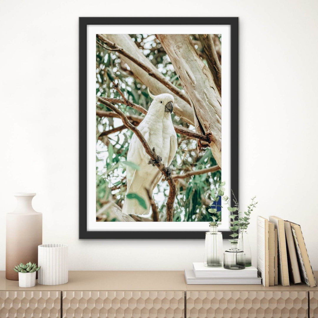 Sulphur Crested Cockatoo - Stretched Canvas, Poster or Fine Art Print - I Heart Wall Art - Poster Print, Canvas Print or Framed Art Print