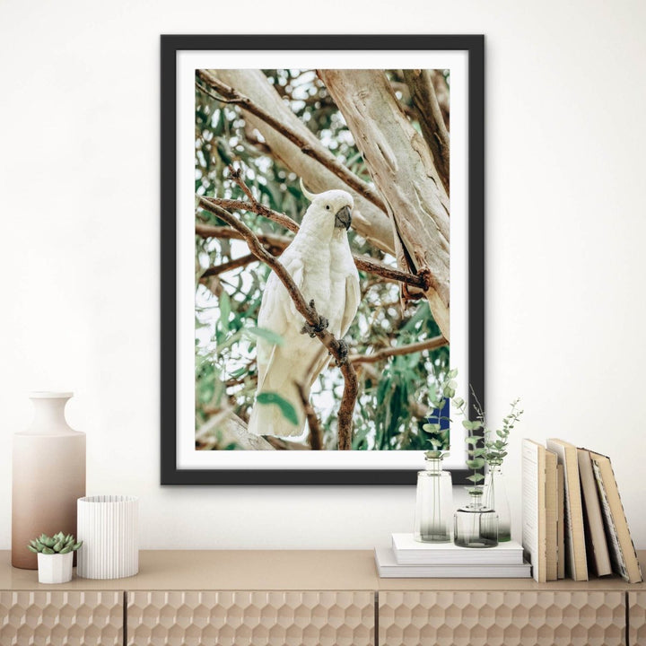 Sulphur Crested Cockatoo - Stretched Canvas, Poster or Fine Art Print - I Heart Wall Art - Poster Print, Canvas Print or Framed Art Print