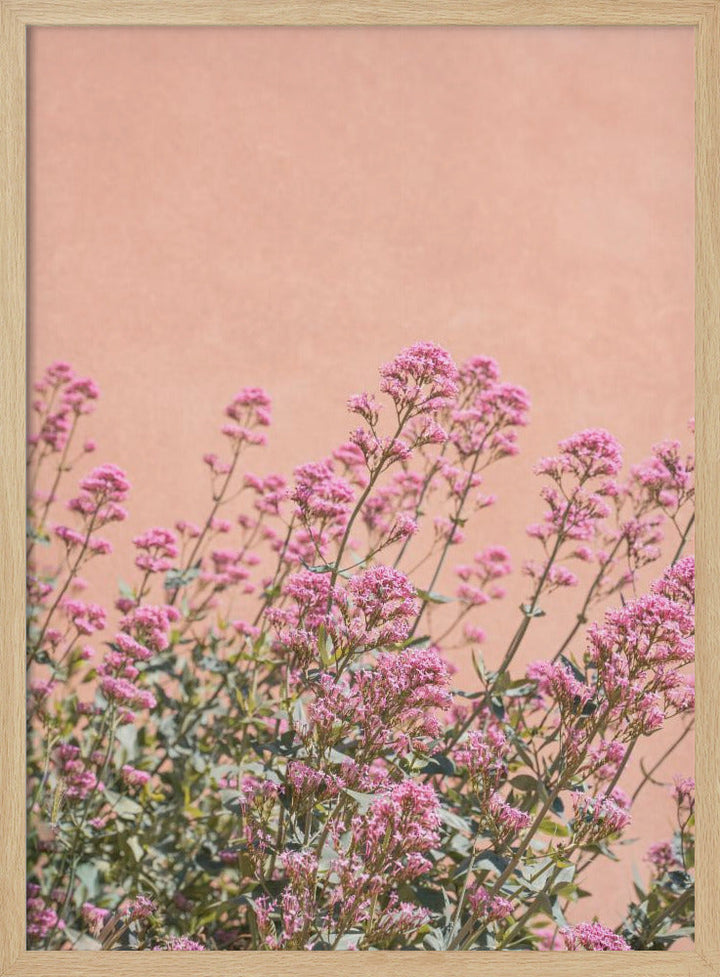 Summer Flowers - Stretched Canvas, Poster or Fine Art Print I Heart Wall Art