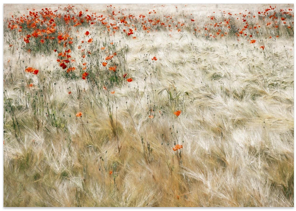 Summerfield - Stretched Canvas, Poster or Fine Art Print I Heart Wall Art